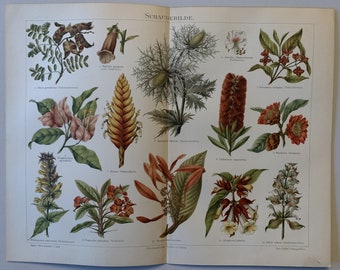 Plants / Orig. 1897 Antique Chromolitho of Flowering Plants