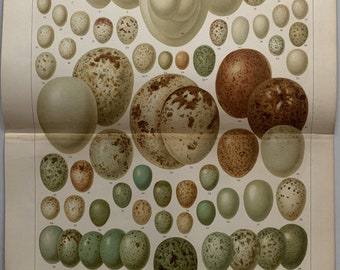 Animals / Orig. 1897 Antique Chromolitho with Eggs of European Birds
