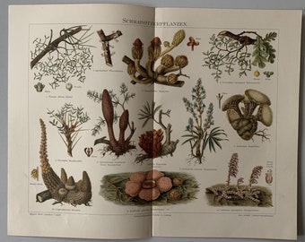 Plants / Orig. 1897 Antique Chromolitho of Fungi