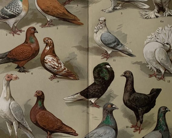 Animals / Orig. 1908 Antique Chromolitho of Domestic Pigeons - Etsy