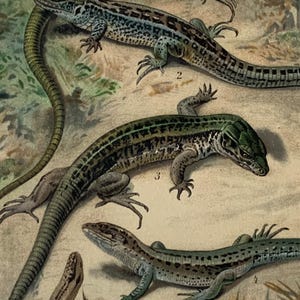 Può includere: Un'illustrazione vintage di quattro lucertole su uno sfondo marrone chiaro con fogliame verde. Le lucertole sono verdi, marroni e nere con motivi intricati. L'illustrazione è numerata da 1 a 4.