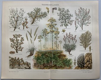 Plants / Orig. 1897 Antique Chromolitho of Steppe Plants