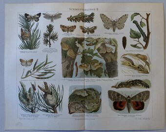 Animals / Orig. 1897 Antique Chromolitho of Butterflies