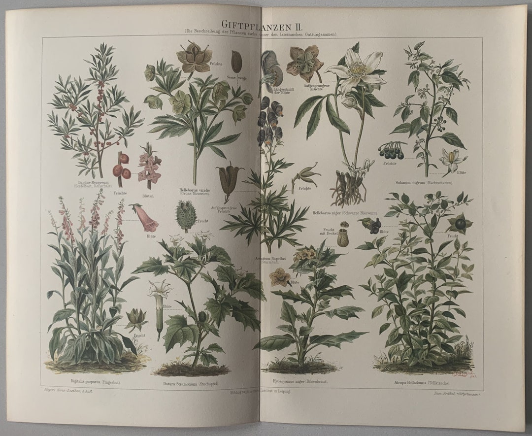 Plant Original Plants / Original 1894 Antique Chromolithograph of Poisonous Plants - Etsy
