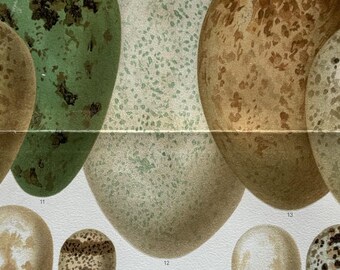Animals / Orig. 1897 Antique Chromolitho with Eggs of European Birds