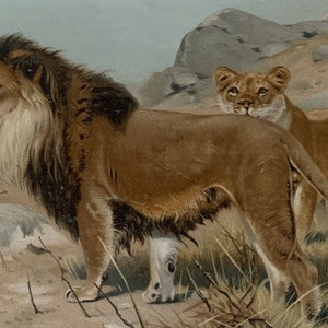 Animals / Orig. 1894 Antique Chromolitho of African Lions