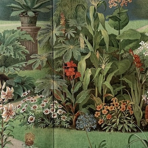 Plants / Orig. 1909 Antique Chromolitho of Ornamental Plants