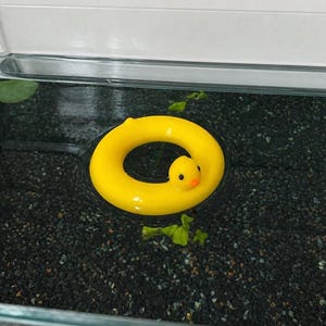 May include: A bright yellow rubber ducky floatie with a small duck head. The floatie is in a tank of water with dark gravel and a few green plants. The duck has an orange beak and black eyes.