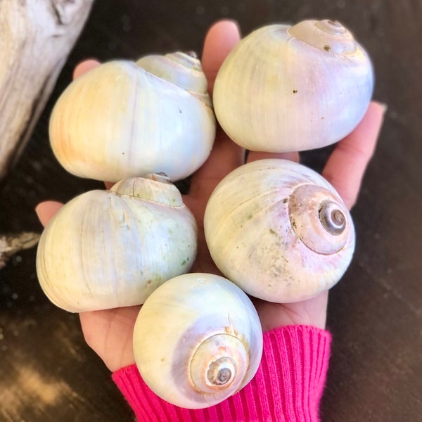 5 POWDER BLUE & PINK Northern Moon Snail Shells, Five Colorful Mega Moon Shells, North Atlantic Shark Eye Shells