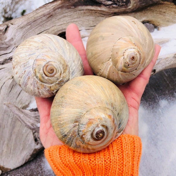 TAUPEY-PEACH TRIO Large Northern Moon Snail Shells, Three Large-Sized Colorful Mega Moon Shells, North Atlantic Shark Eye Shells