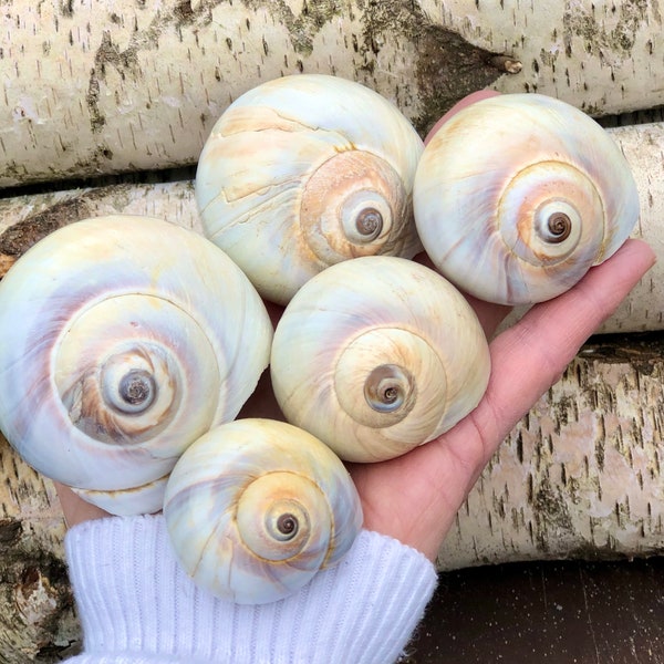 5 SNOW WHITE & VIOLET Northern Moon Snail Shells, Five Colorful Large Moon Shells, 5 White + Lavender North Atlantic Shark Eye Shells