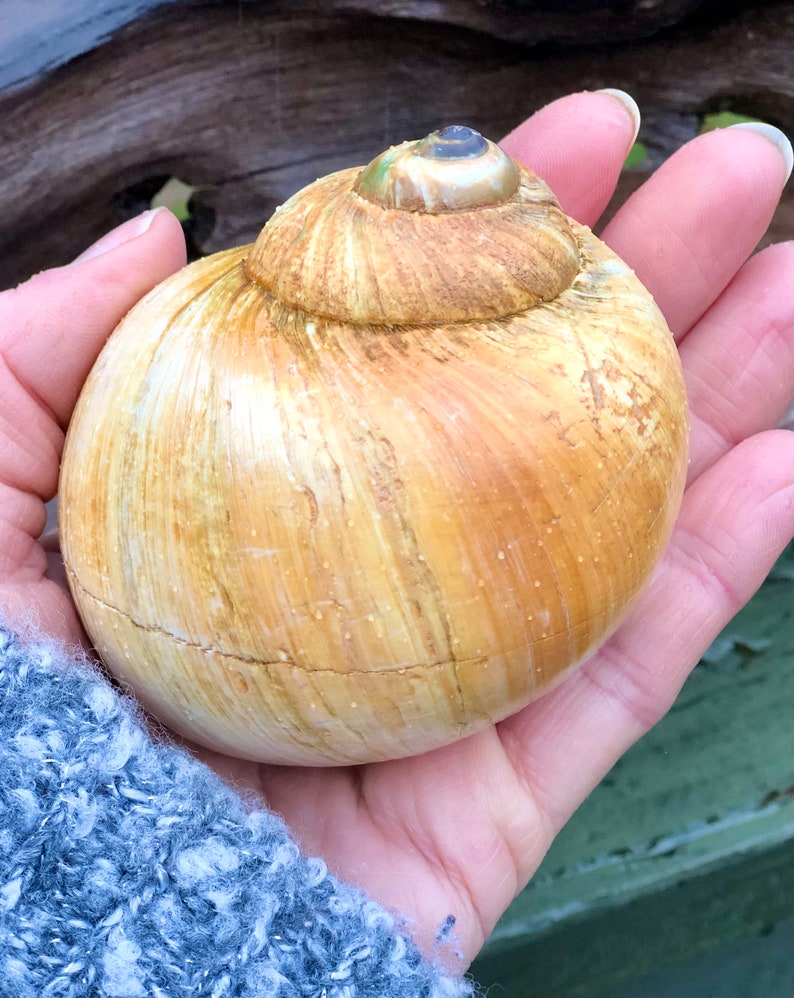 XL ORANGE & WHITE Northern Moon Snail Shell, Colorful Northern Mega