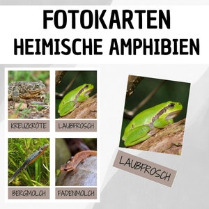 Lernkarten: Amphibien / Flashkarten / Montessori / Flash Cards