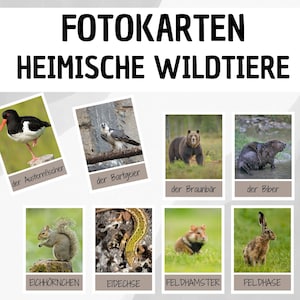 Könnte beinhalten: Ein Satz von 10 Lernkarten mit Bildern verschiedener Tiere, die in Deutschland heimisch sind, darunter ein Biber, ein Braunbär, ein Eichhörnchen, ein Feldhamster, ein Feldhase, eine Eidechse, ein Austernfischer, ein Bartgeier und eine  Schwarzschwanz-Strandläufer. Die Karten sind mit den deutschen Namen der Tiere beschriftet.