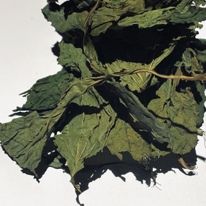 Broad Leaf Plantain Leaf. 1/3 oz.( Plantago major)