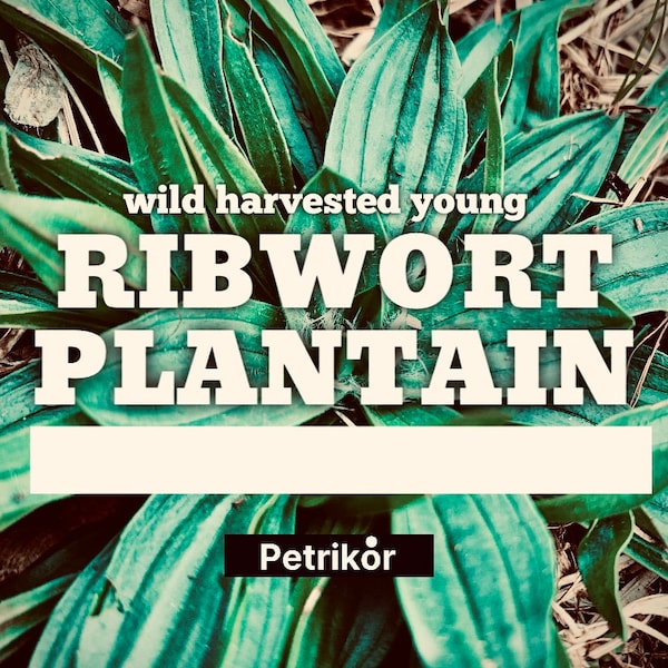 Ribwort Plantain (Plantago lanceolata) 1/2 dried