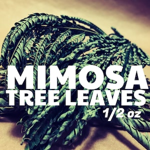 Mimosa Tree Leaves 1/2 oz. (Albizia Julibrissin)