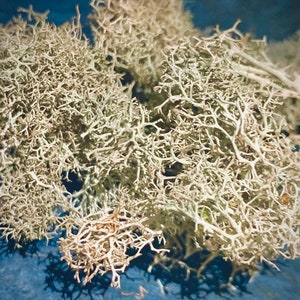 Reindeer Lichen Wild Harvested. Fresh and wild organic.