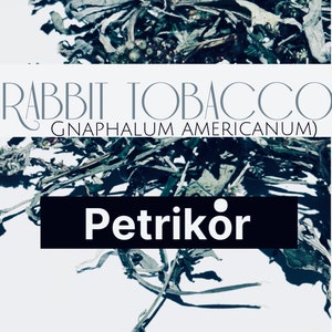 rabbit tobacco benefits Great Design Plant: Pseudognaphalium Obtusifolium, or Rabbit Tobacco, Wildflower or Distinguished