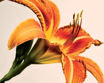 Day Lily Postcard