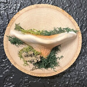Small Mushroom and Moss Shelf, One Large Mushroom
