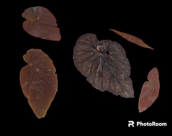 Preserved leaves