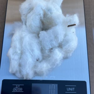 Organic Raw Cotton with Seed– For Liminasyon, Altar Work & Ancestral Practices 11 Gram image 3