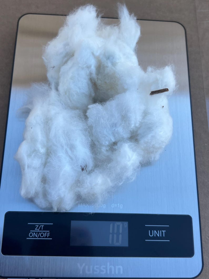 Organic Raw Cotton with Seed– For Liminasyon, Altar Work & Ancestral Practices 11 Gram image 3