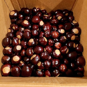 May include: A brown paper bag filled with numerous dark brown buckeyes. Each buckeye has a light tan spot. The bag is open, revealing the contents. The buckeyes are tightly packed together.