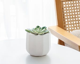 May include: A small, white, geometric planter with a succulent plant. The succulent has green leaves and is centered in the planter. The planter is on a white surface, with a wooden chair in the background.