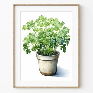Peterselie | Kruiden | Natuur | 17 inch x 22 inch | Digitale kunst | Affiche | Illustratie