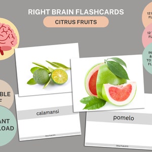 12 cartes-éclair agrumes + cerveau droit + nomenclature + PDF modifiable + enseignement à domicile + Montessori + fournitures scolaires + jouets