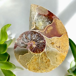 Natural Rare Ammonite Fossil | Quartz Crystal Fossil | Fossil Specimen | Ammonite | Perfect Gift!