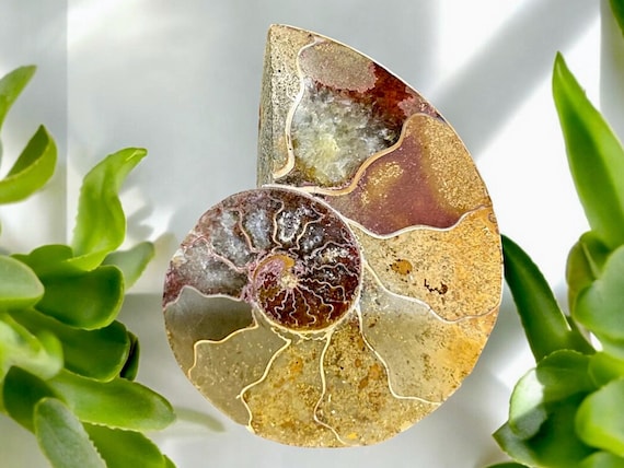 Natural Rare Ammonite Fossil Conch, Quartz Crystal Fossil, Fossil Specimen, Crystal Gifts, Reiki