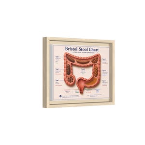 May include: A framed Bristol Stool Chart print featuring a medical illustration of the human colon with seven distinct stool types labeled from 1 to 7. The chart uses a light beige background with dark blue text and a light-colored wooden frame.