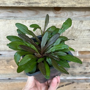 May include: A small potted plant featuring a dense cluster of elongated, lance-shaped leaves. The foliage displays a deep, dark green coloration with prominent reddish-purple or bronze undertones, particularly along the central veins and stems.