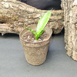 Sansevieria Zeylanica