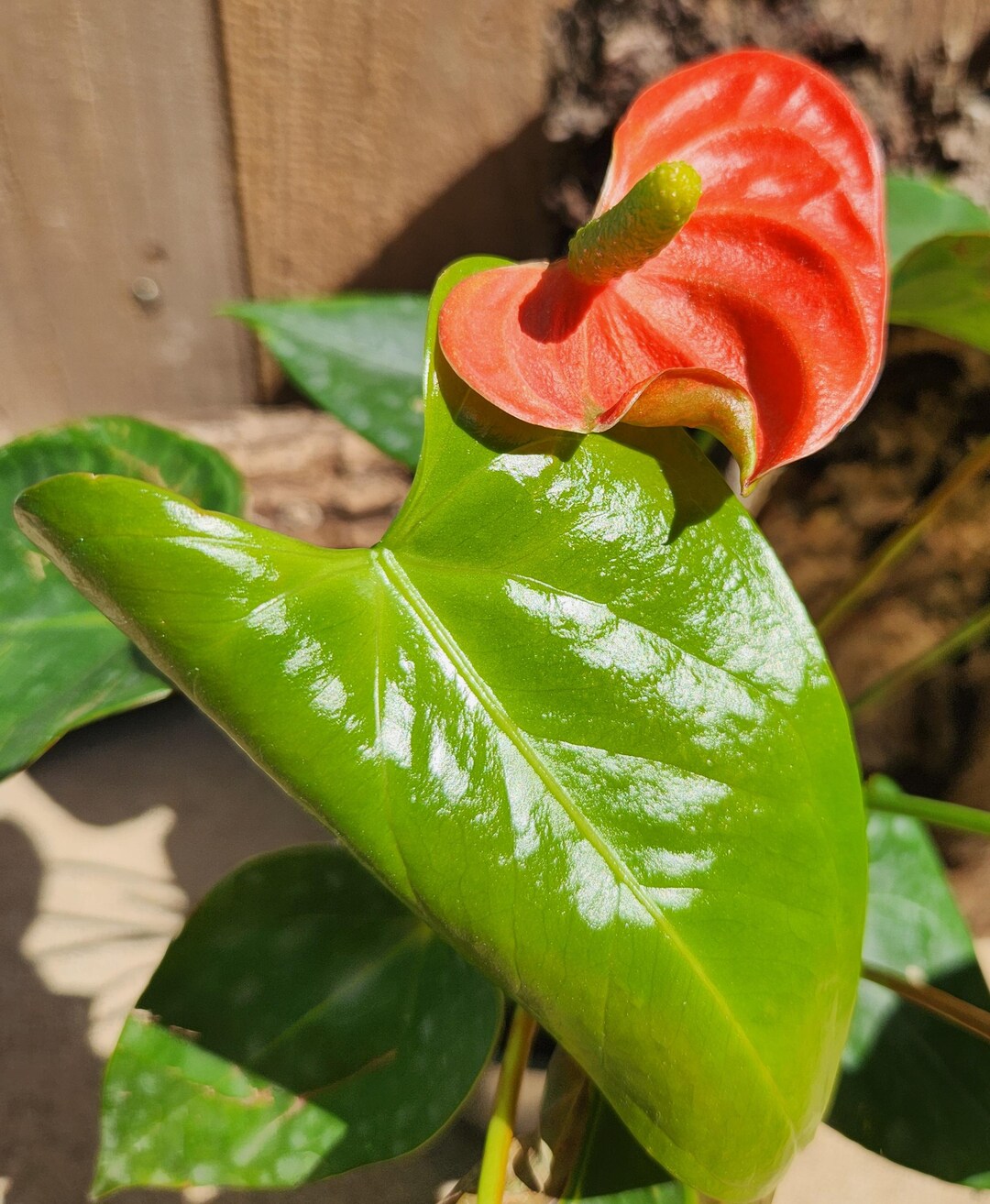 Red Anthurium - 6