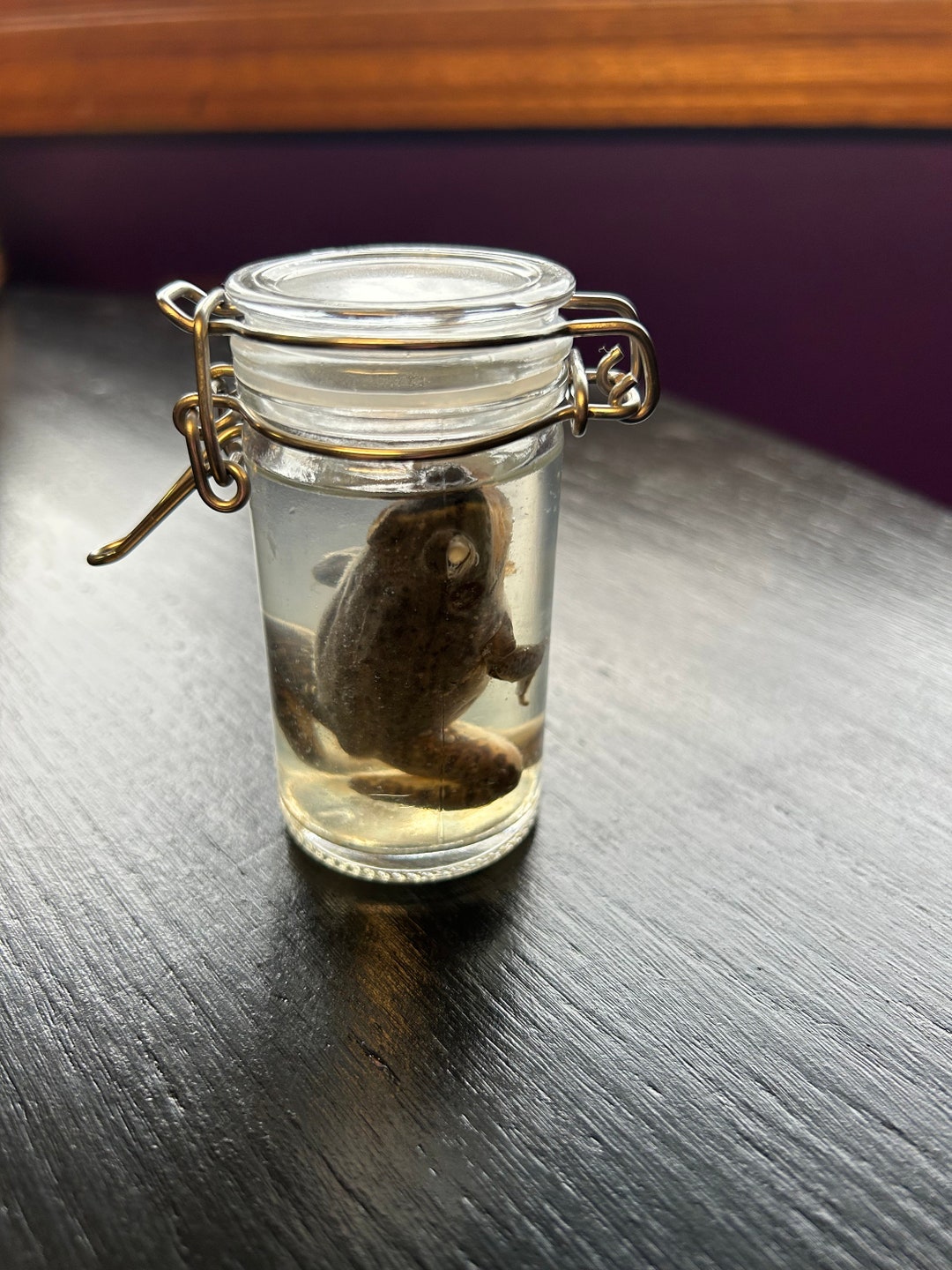 Formalin Fixed Frog Wet Specimen Etsy