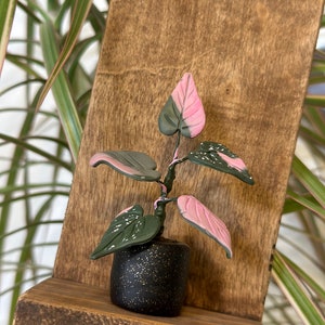 Miniature Handmade Plant | Polymer Clay | Pink Princess | Philodendron | Mini Plant | Rare Plants | Clay Plants | Art | Wall Decor |