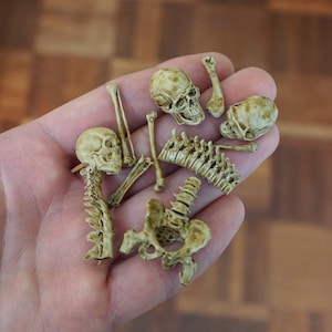 Miniatur Menschenknochen, Horror Halloween Diorama, Terrarium, Zimmerbox