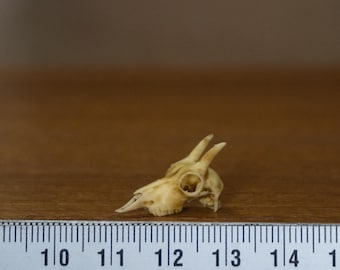 Miniature Goat Skull, 1:12 scale for desert diorama, dollhouse