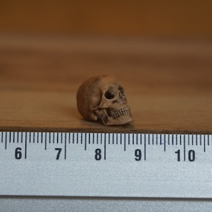 Peut inclure: Une petite figurine de cr&acirc;ne d&eacute;taill&eacute;e, de couleur marron clair. Le cr&acirc;ne est pos&eacute; sur une surface en bois &agrave; c&ocirc;t&eacute; d'une r&egrave;gle, servant de r&eacute;f&eacute;rence de taille. Les d&eacute;tails du cr&acirc;ne, comme les orbites et les dents, sont clairement visibles.
