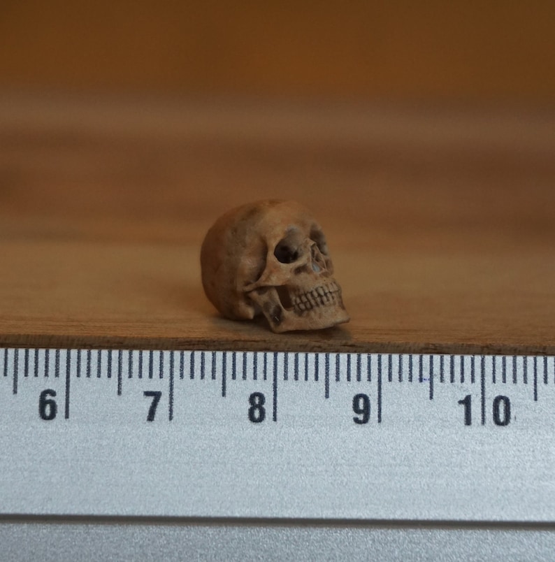Peut inclure: Une petite figurine de cr&acirc;ne d&eacute;taill&eacute;e, de couleur marron clair. Le cr&acirc;ne est pos&eacute; sur une surface en bois &agrave; c&ocirc;t&eacute; d'une r&egrave;gle, servant de r&eacute;f&eacute;rence de taille. Les d&eacute;tails du cr&acirc;ne, comme les orbites et les dents, sont clairement visibles.