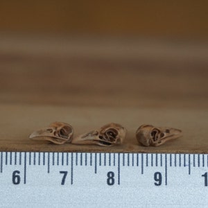 Miniature Raven Skulls, Horror Halloween diorama, terrarium supply