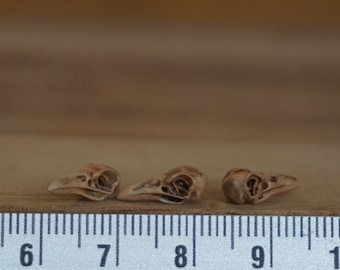 Miniature Raven Skulls, Horror Halloween diorama, terrarium supply