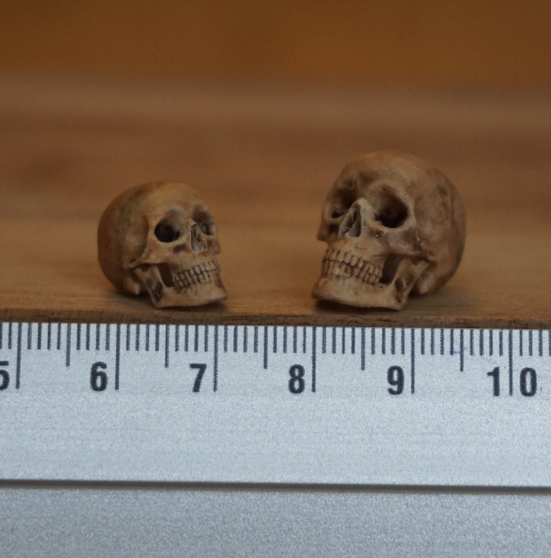 Peut inclure: Deux petites figurines de cr&acirc;nes d&eacute;taill&eacute;s, de couleur marron clair, sont pr&eacute;sent&eacute;es sur une surface en bois, &agrave; c&ocirc;t&eacute; d'une r&egrave;gle. Les cr&acirc;nes ont des orbites, des cavit&eacute;s nasales et des dents visibles. La r&egrave;gle donne une indication de la taille.