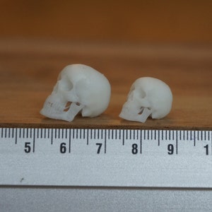 Peut inclure: Deux petites figurines de cr&acirc;nes blancs sont pr&eacute;sent&eacute;es sur une surface en bois &agrave; c&ocirc;t&eacute; d'une r&egrave;gle. Les cr&acirc;nes sont d&eacute;taill&eacute;s, avec des orbites, des cavit&eacute;s nasales et des dents visibles. Le plus grand cr&acirc;ne mesure environ 6,35 cm de long.