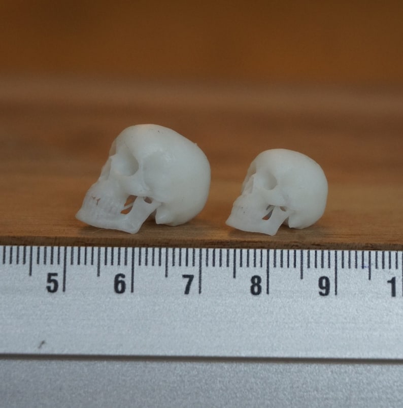 Peut inclure: Deux petites figurines de cr&acirc;nes blancs sont pr&eacute;sent&eacute;es sur une surface en bois &agrave; c&ocirc;t&eacute; d'une r&egrave;gle. Les cr&acirc;nes sont d&eacute;taill&eacute;s, avec des orbites, des cavit&eacute;s nasales et des dents visibles. Le plus grand cr&acirc;ne mesure environ 6,35 cm de long.