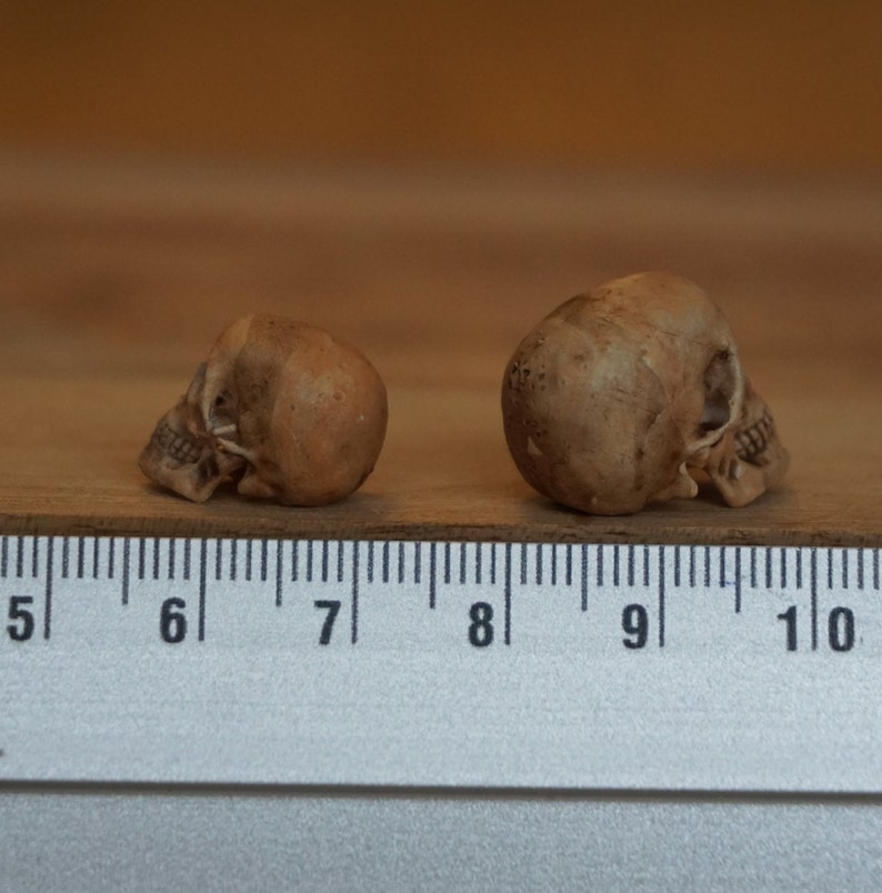 Peut inclure: Deux petites figurines de cr&acirc;ne de couleur beige sont plac&eacute;es sur une surface en bois &agrave; c&ocirc;t&eacute; d'une r&egrave;gle. Les cr&acirc;nes sont d&eacute;taill&eacute;s, avec des orbites et des dents visibles. La r&egrave;gle indique des mesures en centim&egrave;tres.